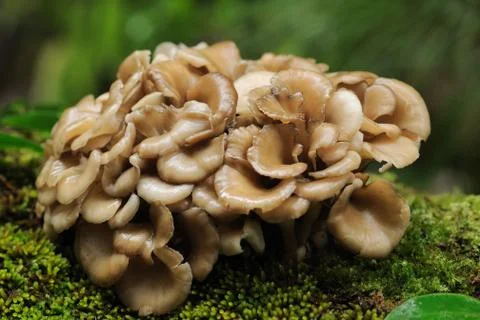 Maitake mushroom Stock Photos