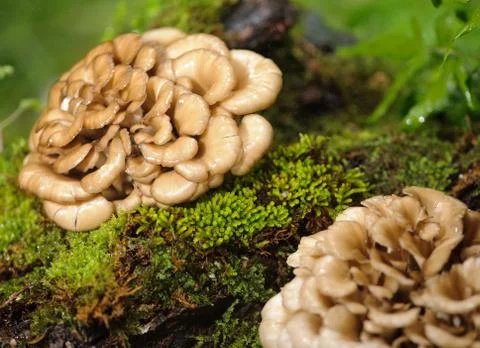 Maitake mushrooms in forest Stock Photos