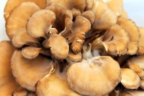 Maitake Mushrooms Stock Photos
