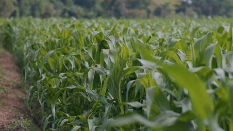 Maize in agricultural plantation with wind blowing Stock Footage 233751553
