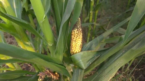 Maize and corn ear with bright yellow kernels surrounded by green leaves on.. Stock Photos