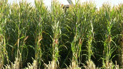 Maize chopper during the maize harvest Stock-Footage 163437605