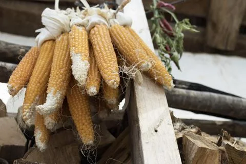 Maize Cob Bundle Low Angle Stock Photos