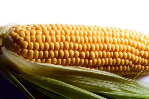 Maize cob Stock Photos