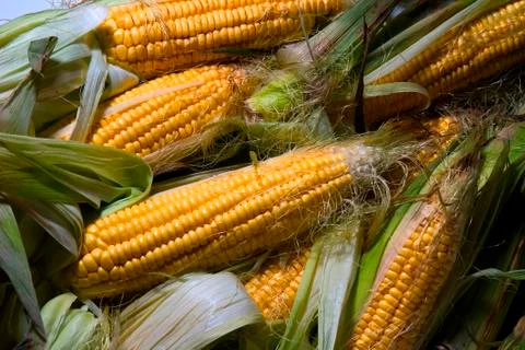 Maize cob Stock Photos