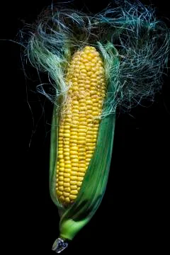 Maize cob 写真素材