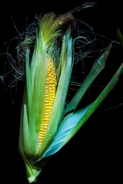 Maize cob Stock Photos