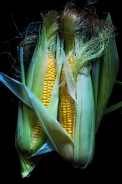 Maize cob Stock Photos