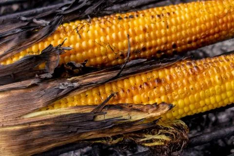 Maize cobs grill. Corn vegetables are fried or baked on open fire. Barbecue k 스톡 사진