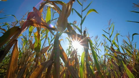 Maize corn in the agricultural cornfield in the day Stock Footage 166789605