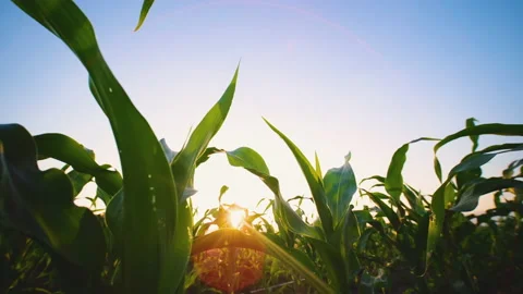 Maize corn in agricultural cornfield in evening and sun shines Stock Footage 167105011