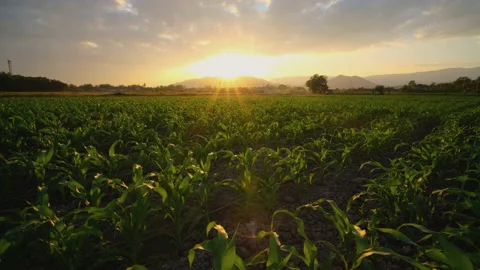 Maize corn in agricultural cornfield in evening and light shines sunset Stock Footage 167105107