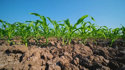 Maize corn in agricultural fields with blowing wind on blue sky and slider shots Stock Footage 167531967