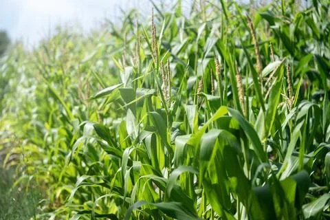 Maize corn cobs growing on a field. Stock Photos