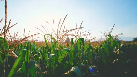 Maize corn crop with flower in wind blowing in agricultural field with sunlight Stock Footage 171823631