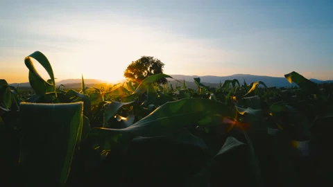 Maize corn crops in the cornfield in evening and light sunset Stock Footage 169551407