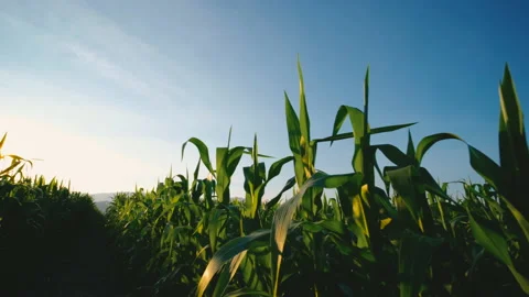 Maize corn crops in the cornfield in evening and sunset light Stock Footage 170149312