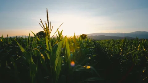 Maize corn crops in the cornfield in evening and sunset light Stock Footage 170559547