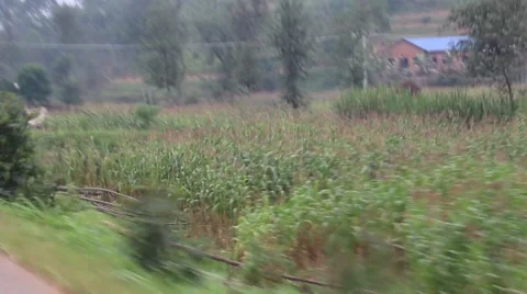 Maize (Corn) Fields and Genocide Era Buildings of Rwanda Stock Footage 47886533
