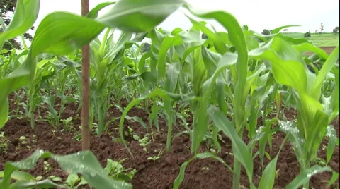 Maize, Corn fields crane shot CU Tilt up Vídeo Stock 40332540