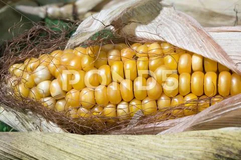 Maize corn harvest crop autumn fall grain food Stock Photos