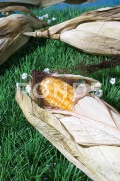 Maize corn harvest crop autumn fall grain food Stock Photos