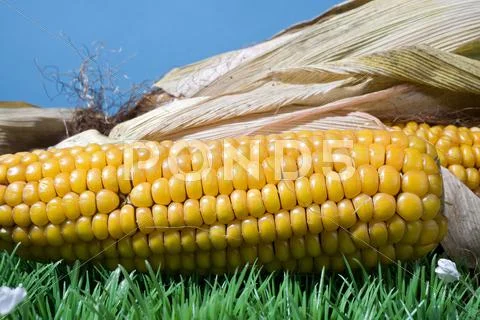 Maize corn harvest crop autumn fall grain food Stock Photos