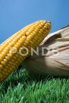 Maize corn harvest crop autumn fall grain food Stock Photos