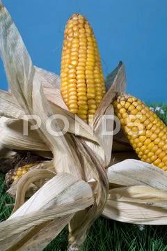 Maize corn harvest crop autumn fall grain food Stock Photos