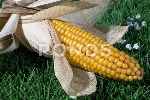 Maize corn harvest crop autumn fall grain food Stock Photos