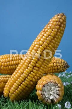Maize corn harvest crop autumn fall grain food Stock Photos