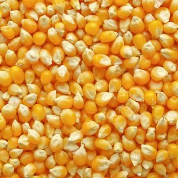 Maize corn Stock Photos