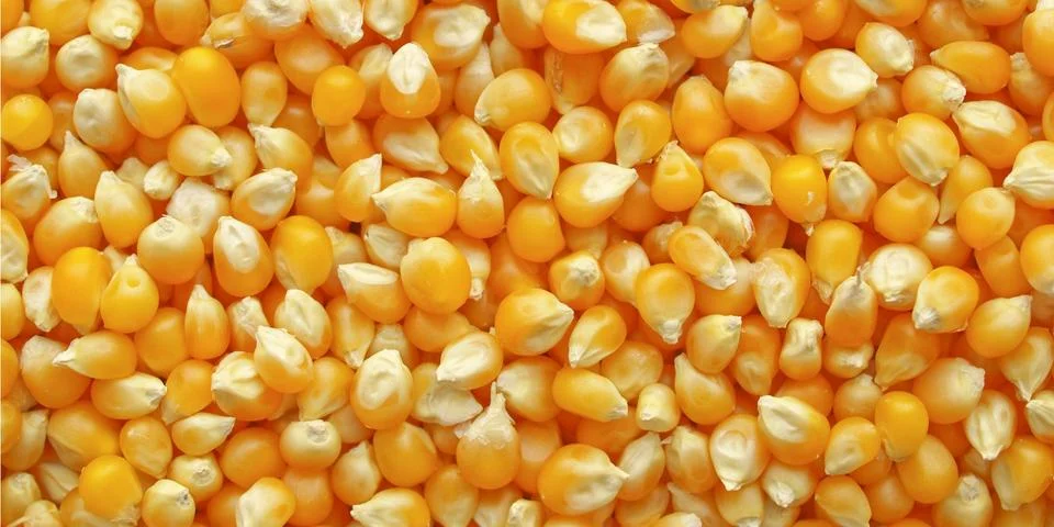 Maize corn Stock Photos