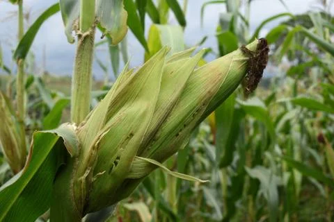 Maize Corn Stock Photos