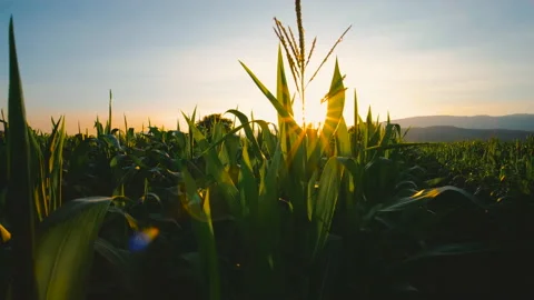 Maize corn in plantation cornfield in the evening and light sunset Stock Footage 169420262