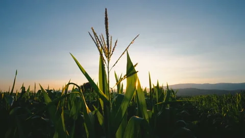 Maize corn in plantation cornfield in the evening and light sunset Stock Footage 169829383