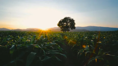Maize corn in plantation cornfield in the evening and light sunset Stock Footage 170149306