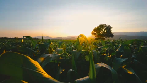 Maize corn in plantation cornfield in the evening and light sunset Stock Footage 170559413