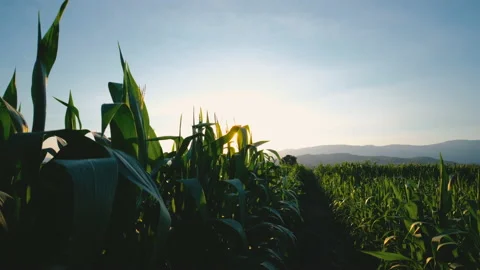 Maize corn in plantation cornfield in the evening and light sunset Stock Footage 171122646