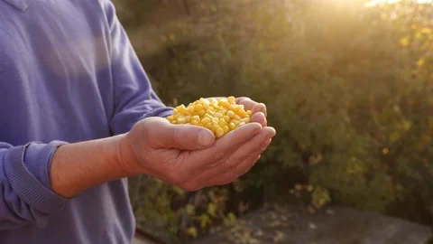 Maize corn seeds grains. Corn production, corn cultivation. A farmer in a Vídeo Stock 225371352