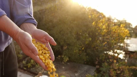 Maize corn seeds grains. Corn production, corn cultivation. A farmer in a 库存影片 290801252