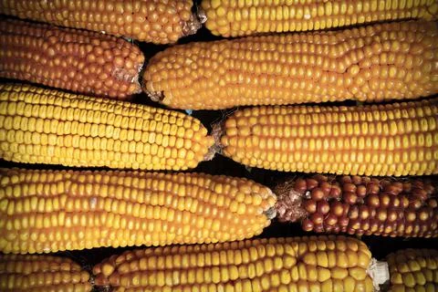 Maize corn stack closeup, Corn textured background Stock Photos