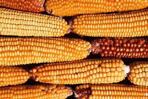 Maize corn stack closeup, Corn textured background 스톡 사진