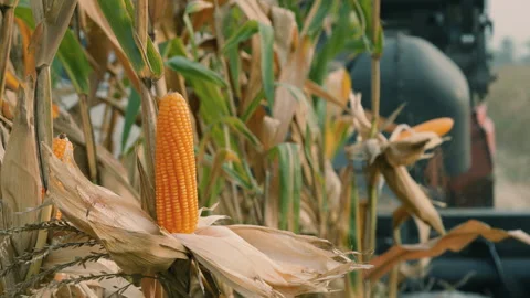Maize corn on stalk sways in the breeze in a cornfield Stock Footage 275703964
