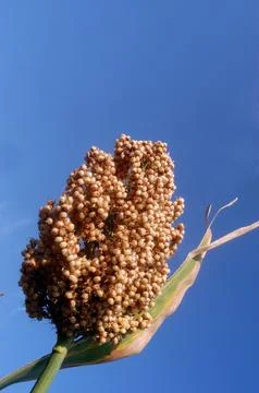 A maize corn standing tall in the fields in Gadhinglaj district of Maharash.. Foto stock