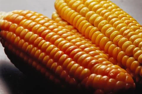 Maize Corns, India Stock Photos