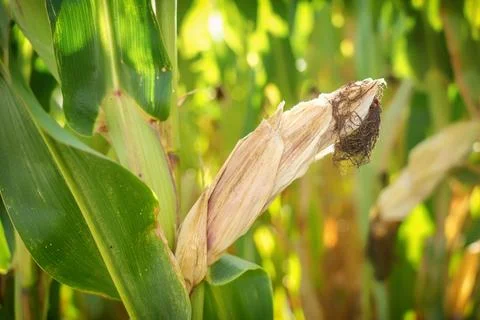 Maize crop failure and corn smut disease from extreme summer heat. Фото