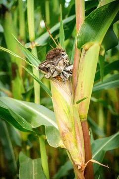 Maize crop failure and corn smut disease from extreme summer heat. Stock-Fotos