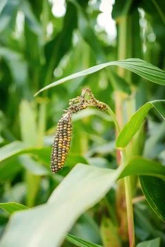Maize crop failure and corn smut disease from extreme summer heat. Stock-Fotos