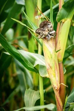 Maize crop failure and corn smut disease from extreme summer heat. Stock-Fotos